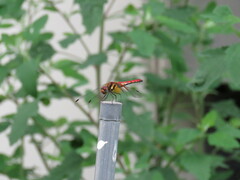 Sympetrum speciosum