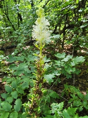 Actaea arizonica