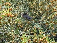 Turdus merula