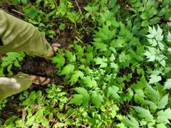 Actaea arizonica