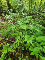 Actaea arizonica