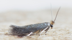Bucculatrix cristatella