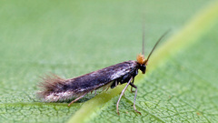 Bucculatrix cristatella