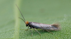 Bucculatrix cristatella