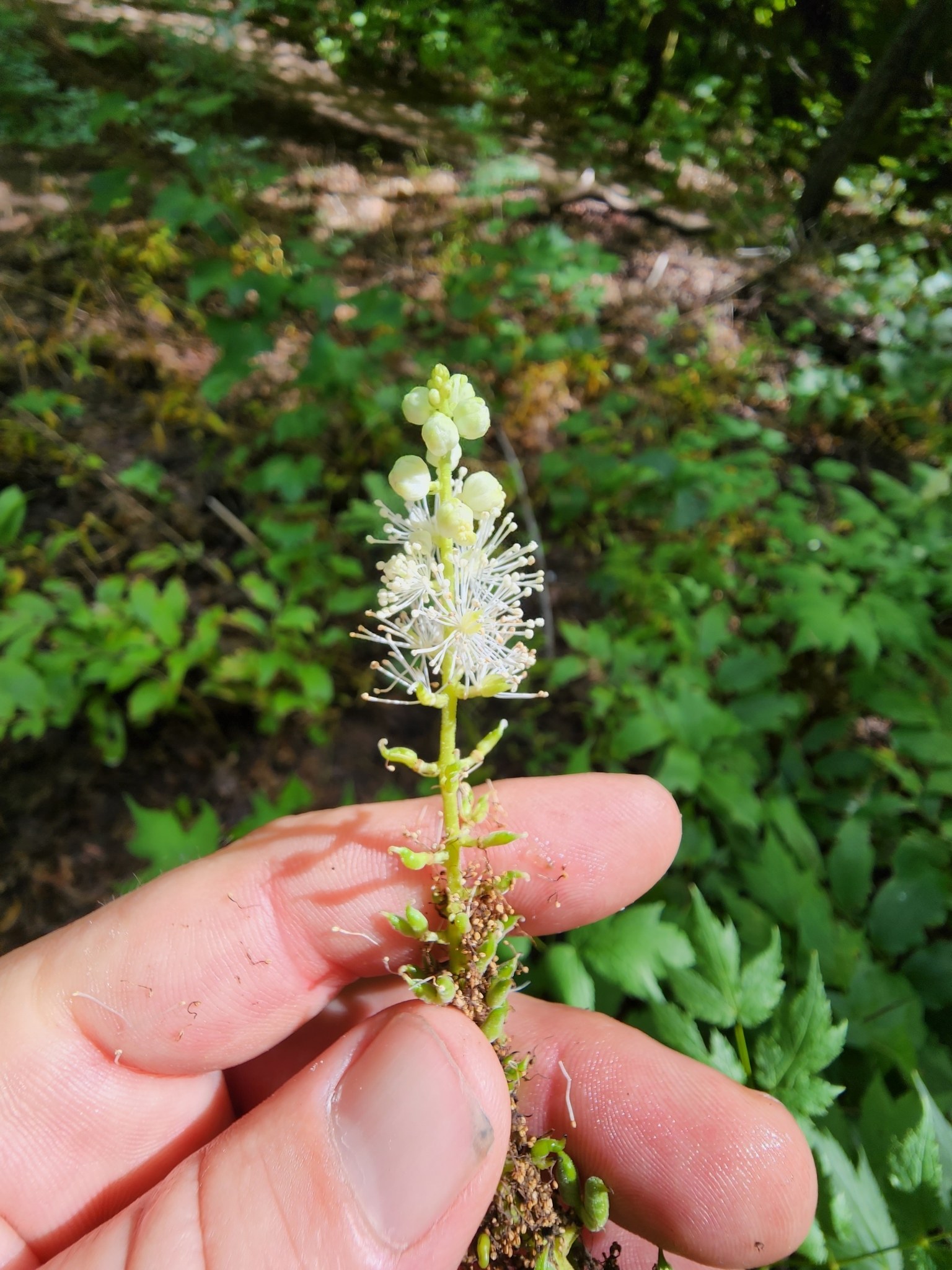 Actaea arizonica (S.Watson) Compton