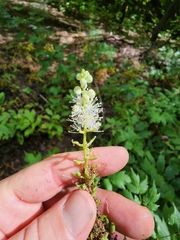 Actaea arizonica