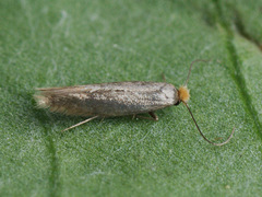 Bucculatrix cristatella