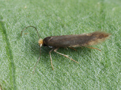 Bucculatrix cristatella