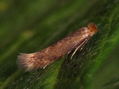 Bucculatrix cristatella