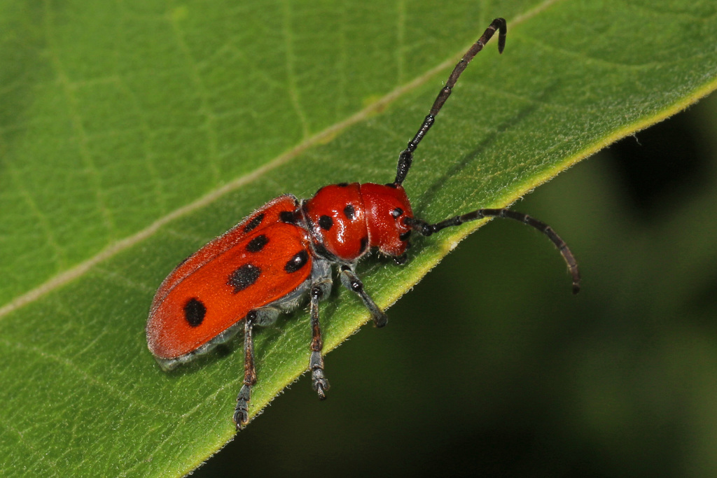 Flat-faced Longhorn Beetles
