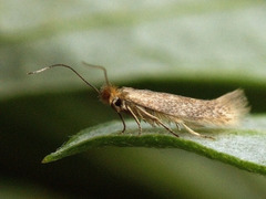 Bucculatrix cristatella