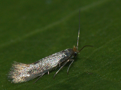 Bucculatrix cristatella