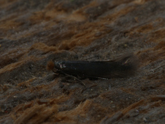 Bucculatrix cristatella