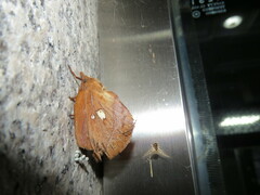 Euthrix albomaculata