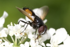 Clairvillia biguttata