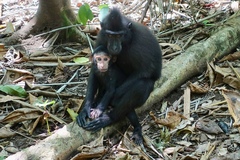 Macaca nigra