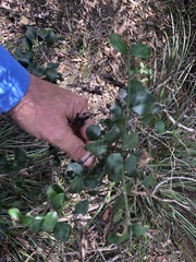 Psydrax odorata buxifolia