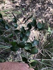 Psydrax odorata buxifolia