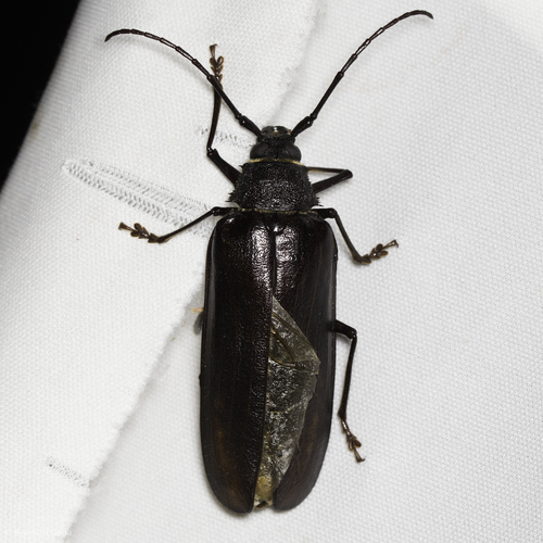 iNaturalist observation photo of Spined Woodborer