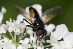 Clairvillia biguttata