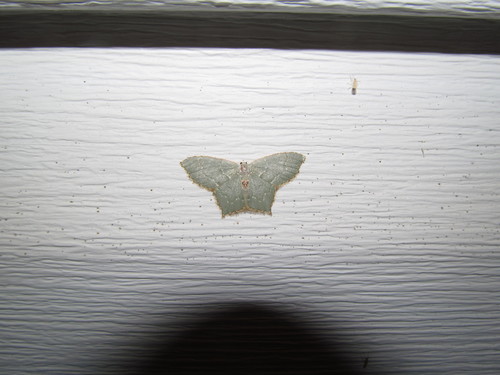 Angle-winged Emerald photo 3