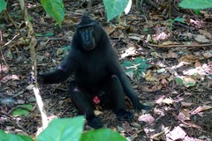 Macaca nigra