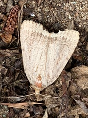Amphipyra glabella
