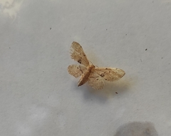 Idaea laevigata