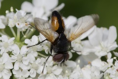 Clairvillia biguttata