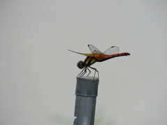 Sympetrum speciosum