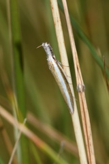 Pleurota aristella