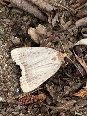 Amphipyra glabella