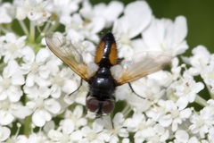 Clairvillia biguttata