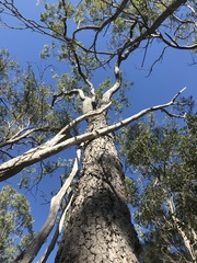 Corymbia gummifera