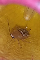 Planuncus tingitanus