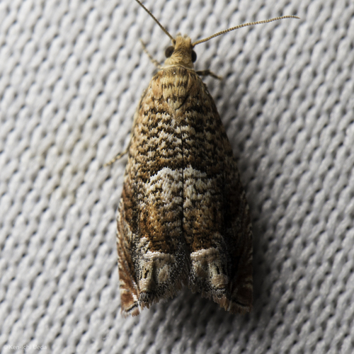 iNaturalist observation photo of Epinotia miscana