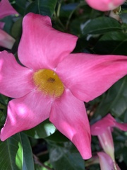 Planuncus tingitanus