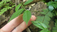 Ceropegia racemosa glabra