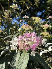 Hydrangea longifolia