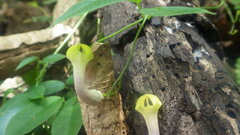 Ceropegia racemosa glabra
