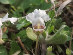 Diclis petiolaris