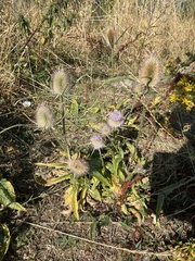 Dipsacus fullonum