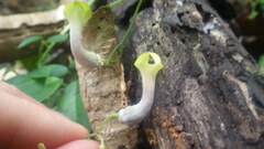 Ceropegia racemosa glabra