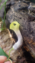 Ceropegia racemosa glabra