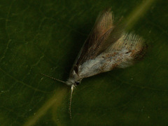 Bucculatrix frangutella