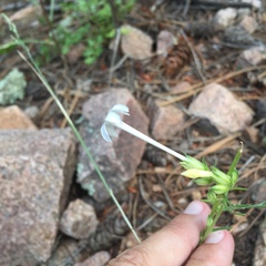 Ipomopsis aggregata candida