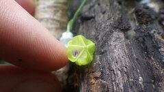 Ceropegia racemosa glabra