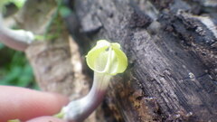 Ceropegia racemosa glabra