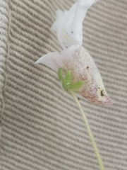 Diclis petiolaris