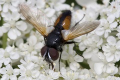 Clairvillia biguttata